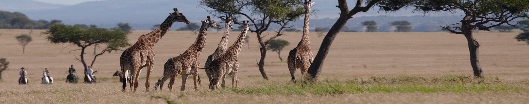 Serengeti