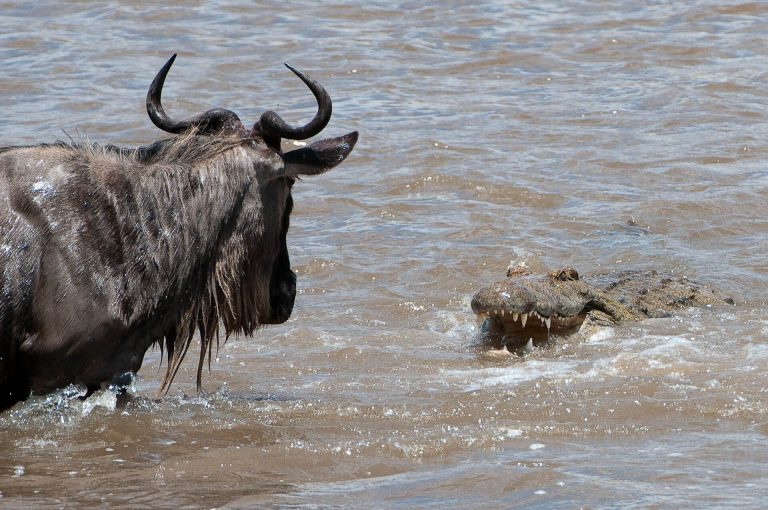 The Great Wildebeest Migration: 10 Facts You Didn't Know