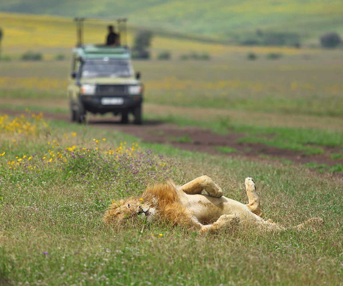 lion in ngorongoro crater