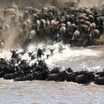 Last Minute Space To See The Great Migration This Year