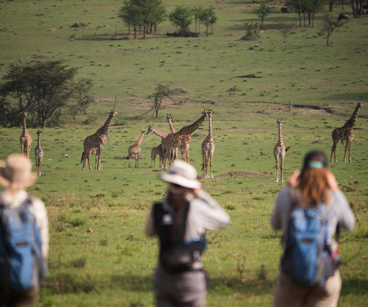 serengeti walking